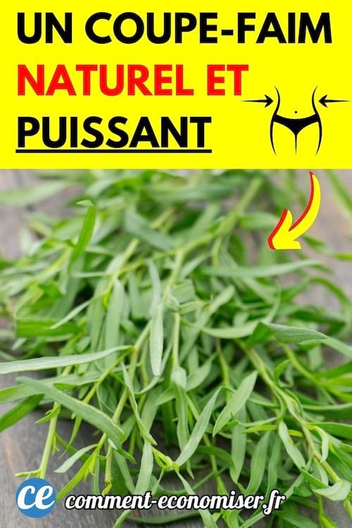 de l'estragon, un coupe faim naturel