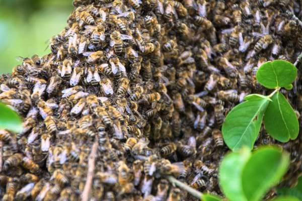 Gros plan sur un essaim d’abeilles accroché à une branche.