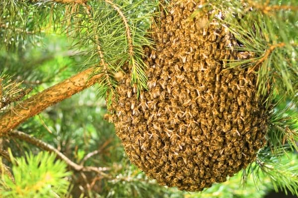 Essaim d’abeilles suspendu à une branche de pin vert.