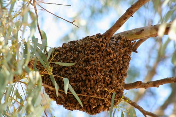 Essaim d’abeilles accroché entre les branches d’un arbre.