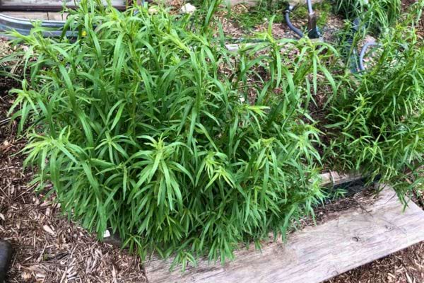 Estragon cultivé en plein jardin avec des feuilles longues et vertes.