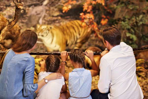 Famille observant un tigre derrière une barrière.