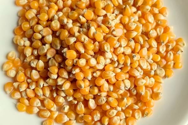 Des grains de maïs secs jaunes et brillants sont étalés dans une assiette blanche.