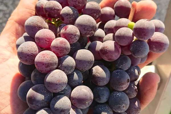 Une main tient une grappe de raisins violets mûrs en plein air.