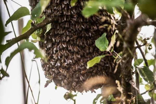 Essaim d’abeilles dense suspendu à un arbre feuillu.