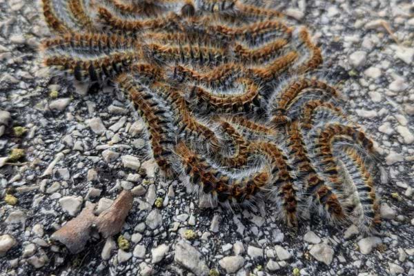 Un groupe de chenilles processionnaires forme une masse sur le sol.