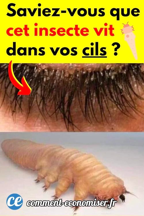 Un insecte qui vit dans les cils et qui s'appelle Demodex