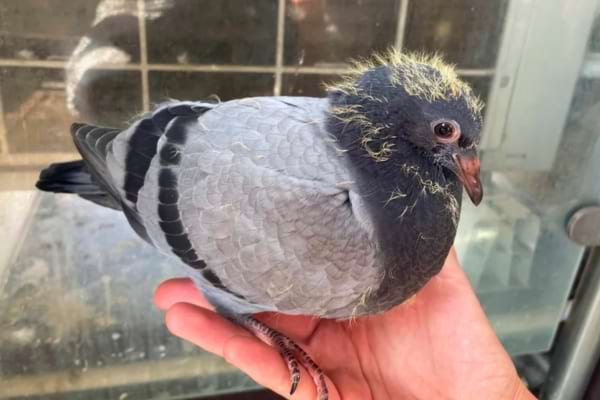 Un jeune pigeon gris se tient sur une main.