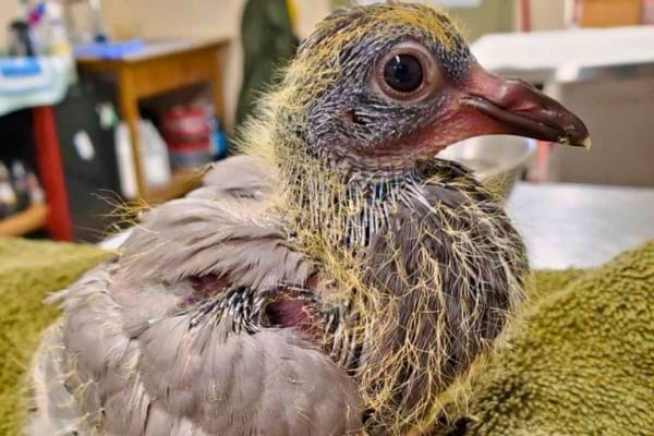 Un jeune pigeon couvert de duvet jaune regarde autour.