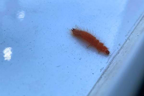Petite larve rouge trouvée sur une surface claire.