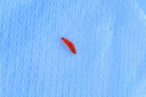 Larve rouge visible posée sur un tissu blanc.