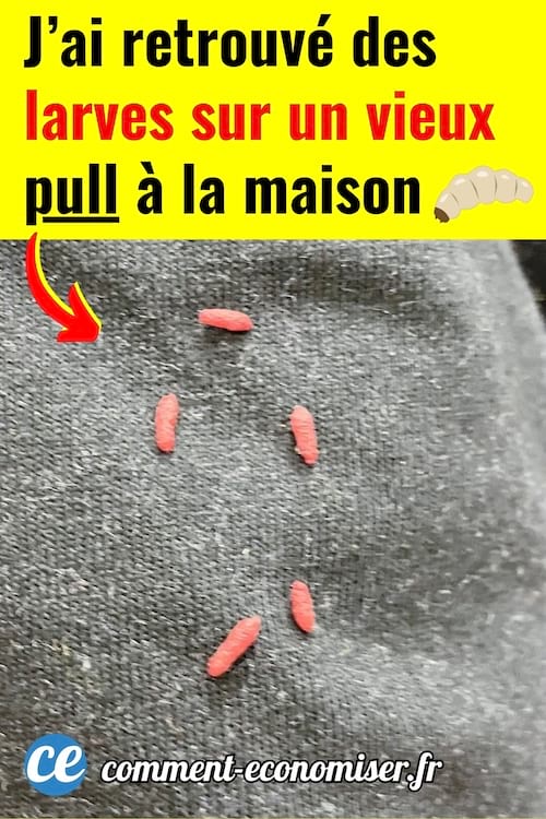 Des larves rouges sur un vieux pull à la maison
