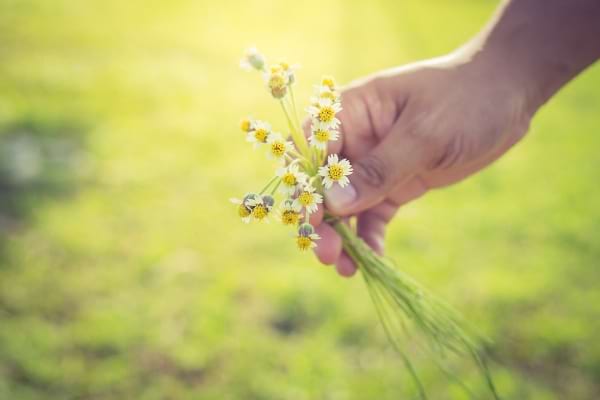 Une main tend un petit bouquet de fleurs sauvages, geste simple et attentionné.
