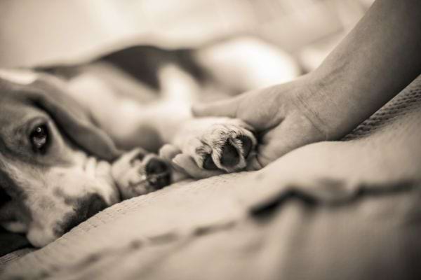 Une main tient la patte d’un chien couché.