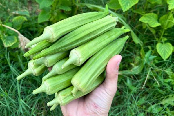 Une main tient plusieurs gombos verts récoltés au jardin.