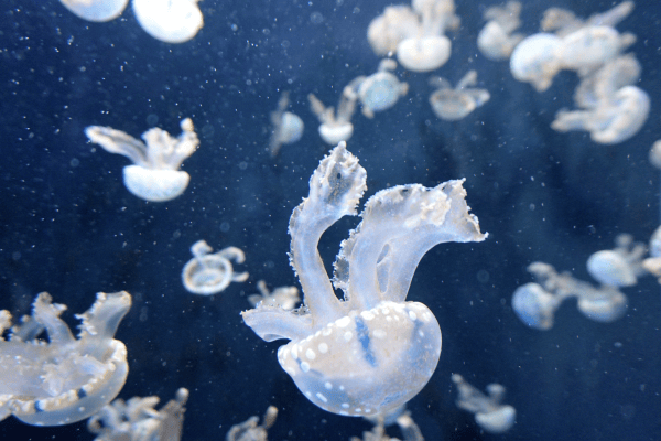 Des méduses translucides dérivent dans une eau sombre en pleine mer.