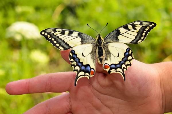 Un magnifique papillon est posé délicatement sur le doigt d’une main.