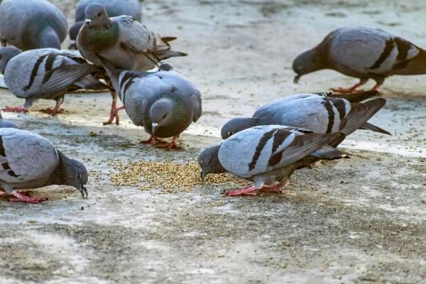 Plusieurs pigeons picorent des graines au sol.