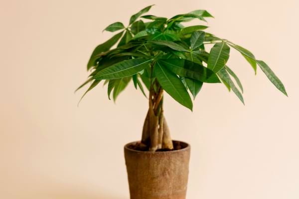 Petit arbre à argent dans un pot marron.