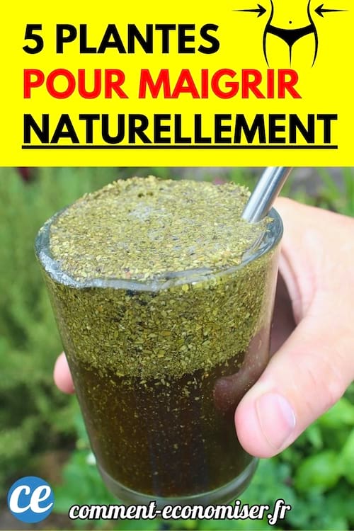 Une main tenant un verre rempli d’une boisson verte épaisse à base de plantes.