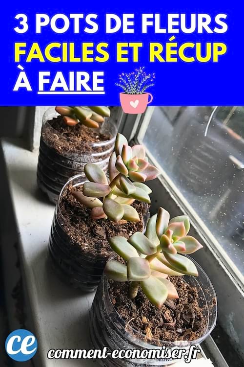 Trois petites plantes grasses sont plantées dans des pots faits à partir de bouteilles plastiques coupées.