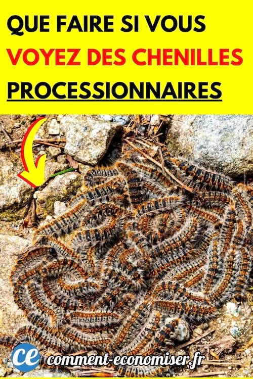 un nid de chenilles processionnaires