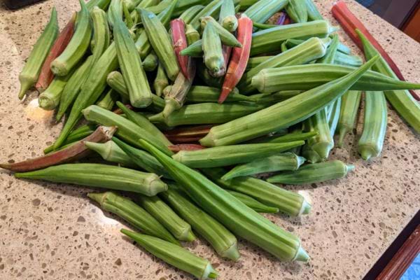 Une grande récolte de gombos mélangés est étalée sur une table.