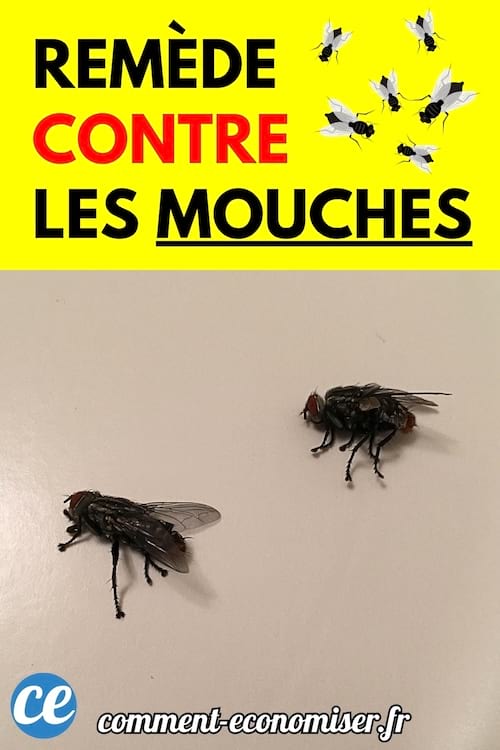 Deux mouches mortes reposent sur une surface blanche, vues de près.