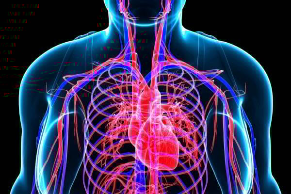 Illustration du cœur et système circulatoire humain.
