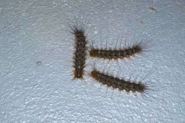 Trois chenilles sombres et poilues se déplacent ensemble.