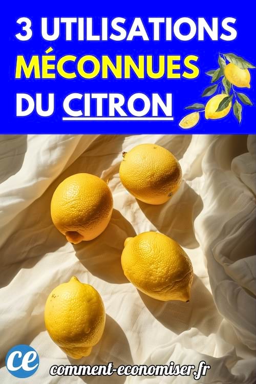 Quatre citrons jaunes sont posés sur un tissu blanc lumineux baigné de soleil.