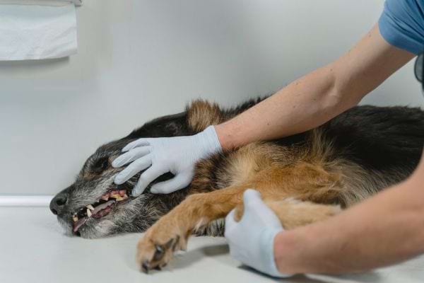 Un vétérinaire examine un chien couché sur une table.