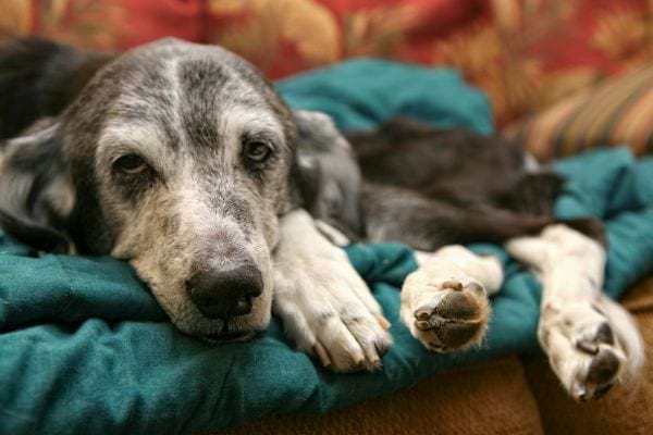 Un vieux chien gris est allongé et fatigué.