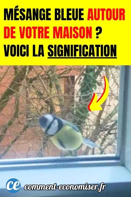 Une mésange bleue à la fenêtre d'une maison