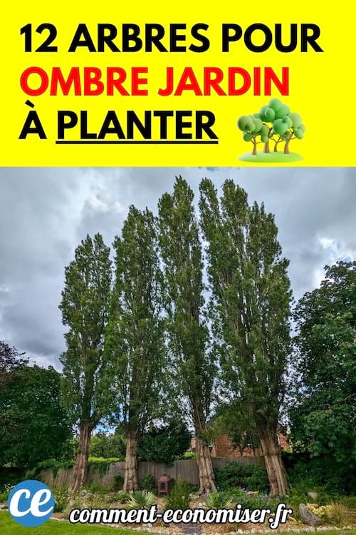 De grands arbres verts plantés dans un jardin clôturé.