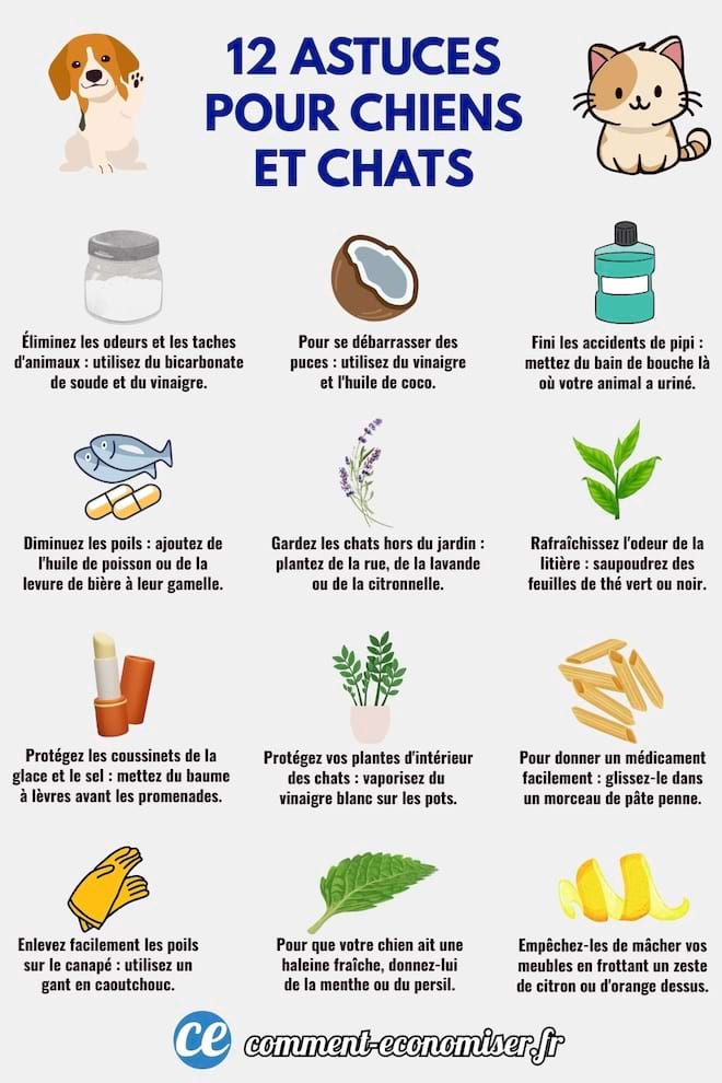 Des astuces pour les chiens et les chats qui facilitent la vie 