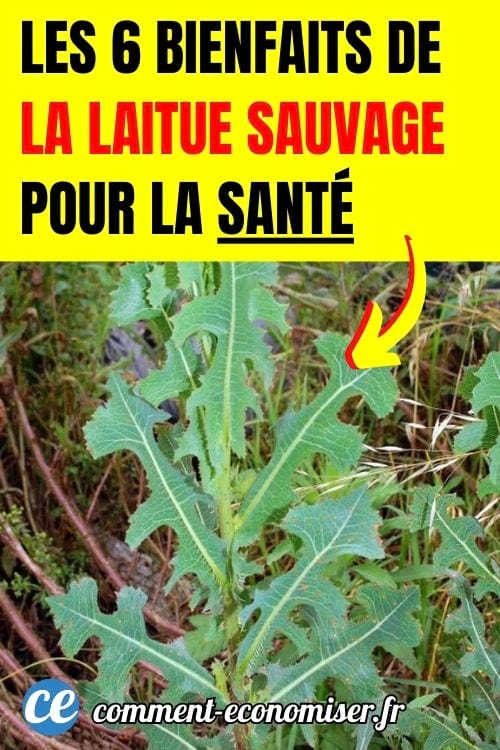 De la laitue sauvage, aussi appelée Lactuca serriola