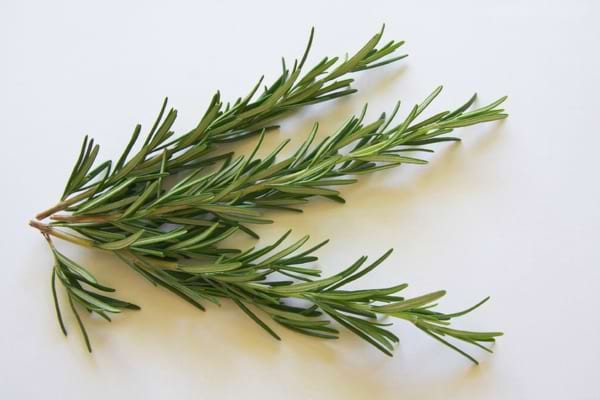 Une branche fraîche de romarin vert posée sur une surface claire, montrant ses fines feuilles allongées.