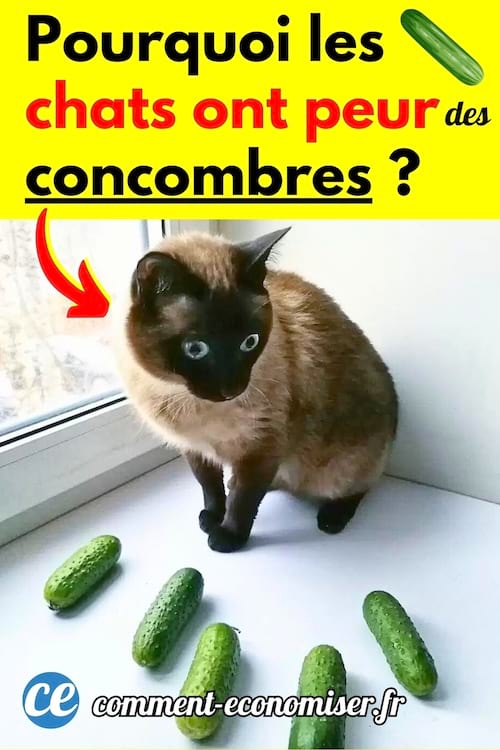 Un chat blanc et noir qui a peur des concombres autour de lui