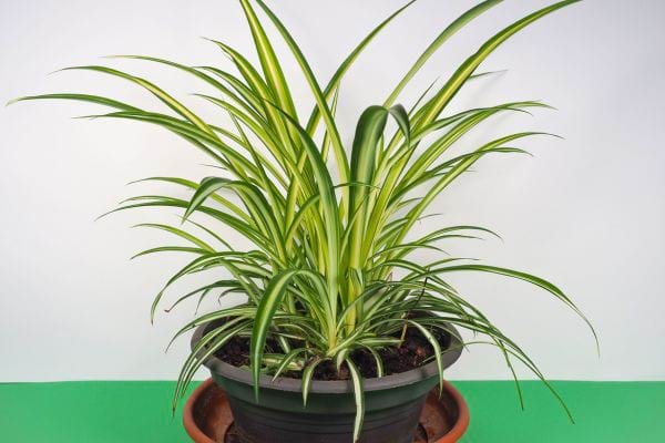 Chlorophytum en pot noir avec longues feuilles vertes.