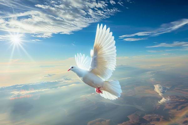 Une colombe blanche déploie ses ailes dans la lumière du soleil.