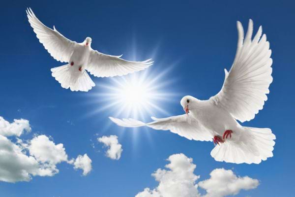 Deux colombes blanches volent dans le ciel ensoleillé avec des nuages.