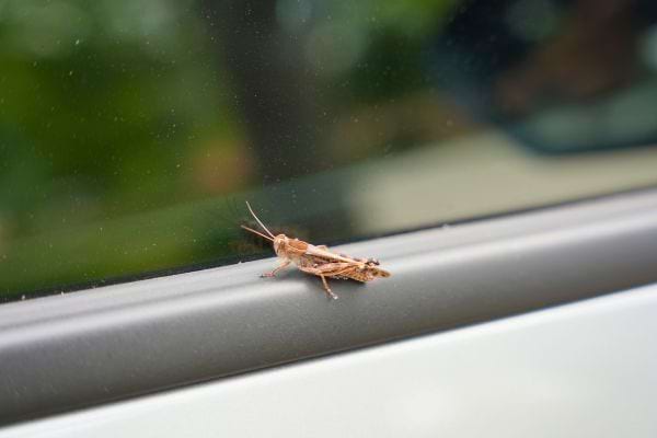 Un criquet brun est posé sur la vitre d’une voiture.