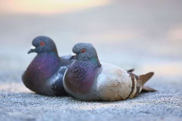 Deux pigeons ronds et gris reposent assis côte à côte sur le sol.