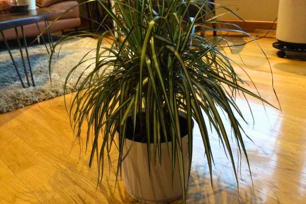 Dracaena en pot blanc placée dans un salon lumineux.