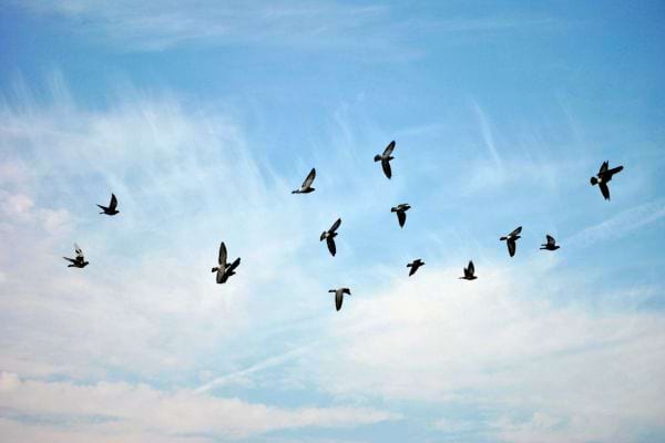 Un groupe d’oiseaux vole en formation dans le ciel bleu.