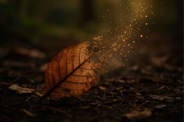 une feuille qui disparaît