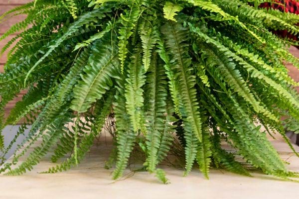 Fougère verte luxuriante en pot d’intérieur.