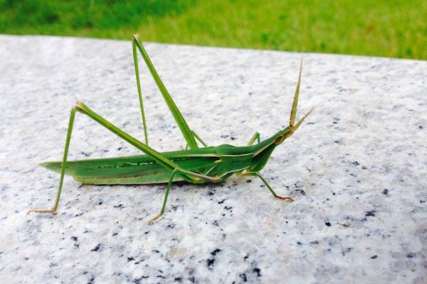 Une grande sauterelle verte est immobile sur une surface grise.