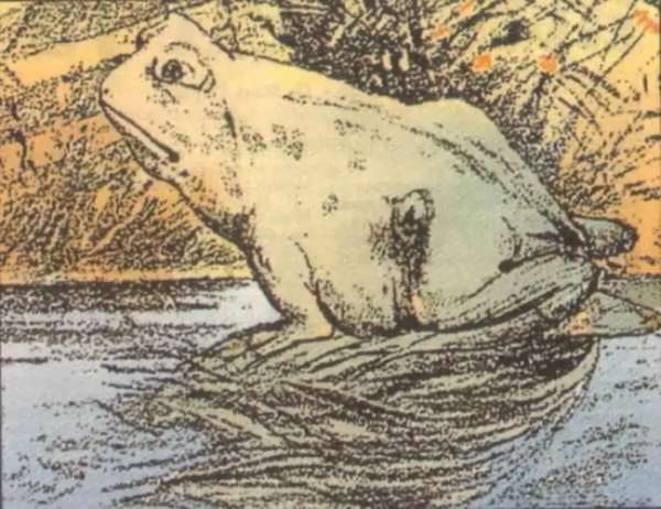 un dessin de grenouille qui cache un dessin de cheval dans une illusion d'optique